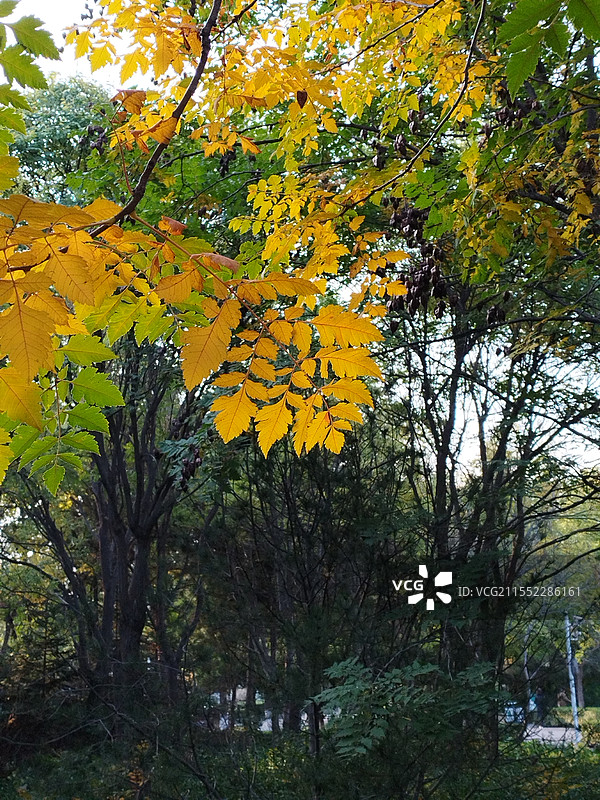 秋季森林中的栾树图片素材