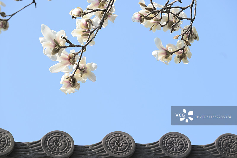 无锡荣氏梅园玉兰花图片素材
