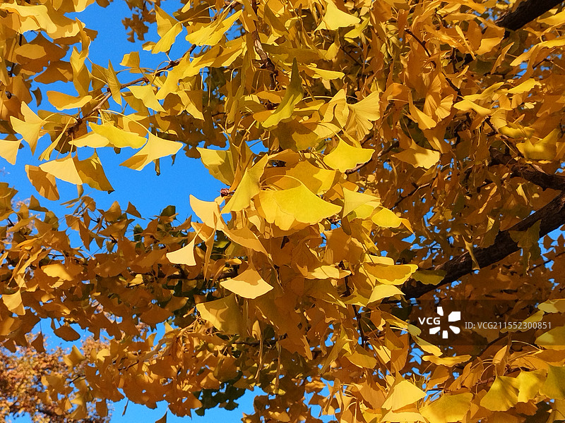 黄色银杏树叶图片素材