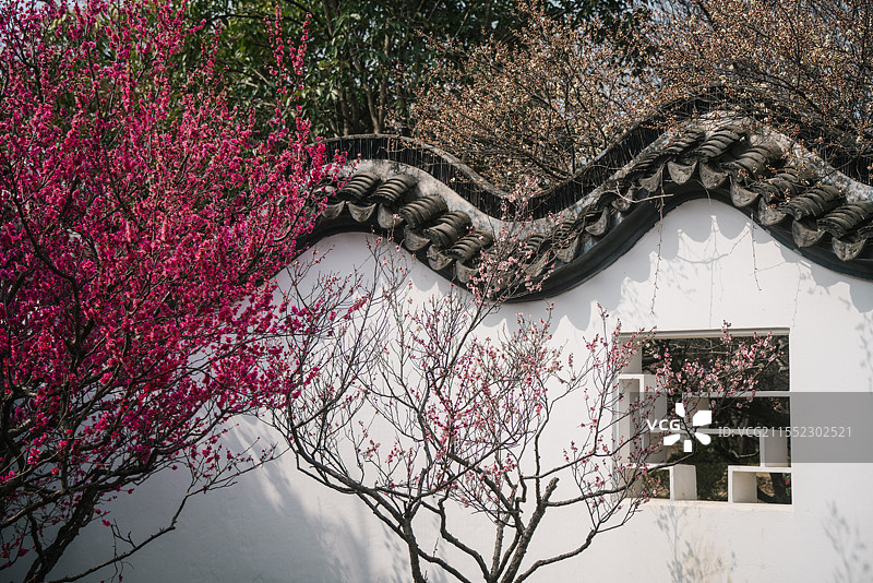 明孝陵红楼艺苑梅花景观图片素材