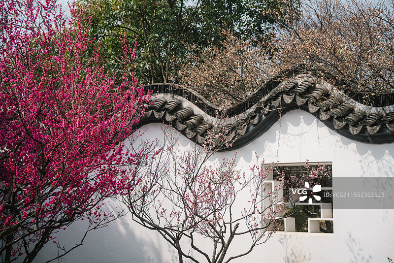 明孝陵红楼艺苑梅花景观图片素材