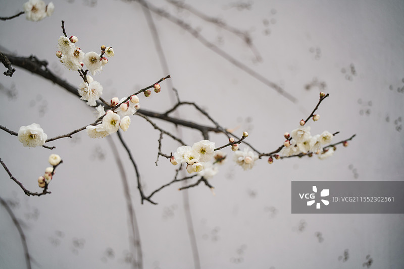 明孝陵红楼艺苑梅花景观图片素材