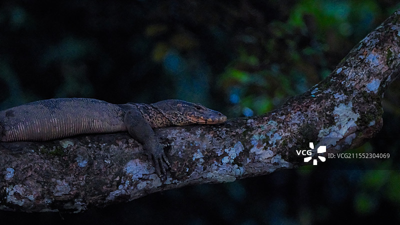 马来西亚婆罗洲蜥蜴图片素材