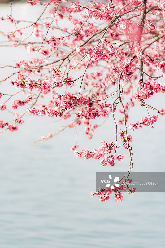 南京玄武湖春天、梅花图片素材