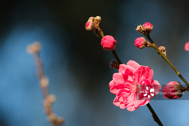 阳春三月，竹外桃花三两枝，碧桃（千叶桃花）盛开图片素材