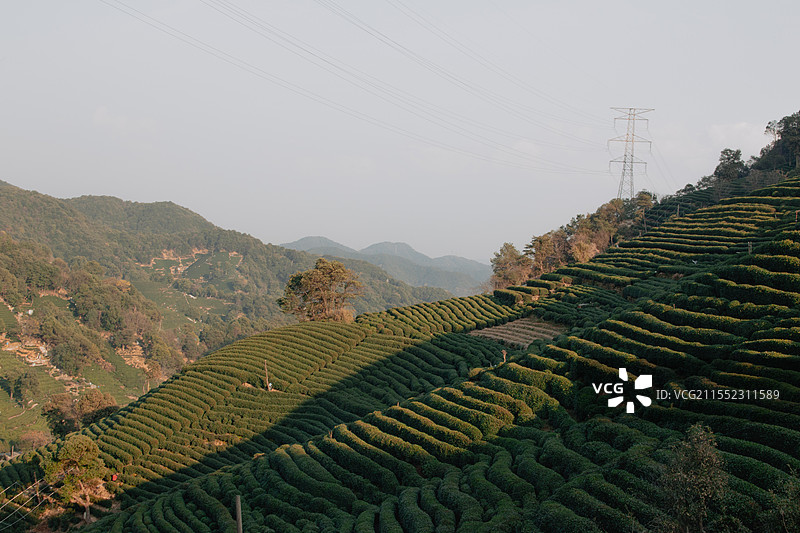 午潮山茶园图片素材