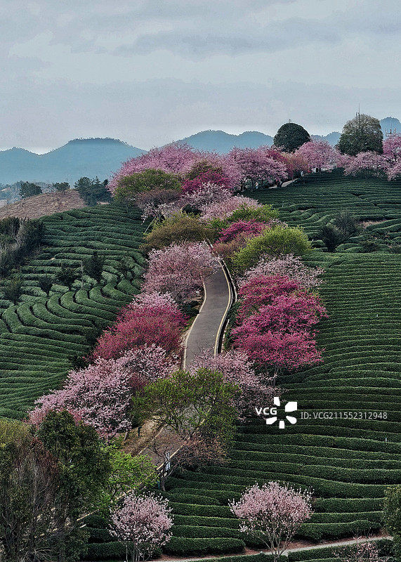永福樱花茶园图片素材
