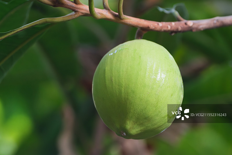 蛋黄果树上的蛋黄果特写图片素材