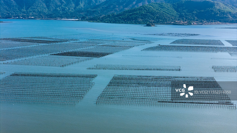 惠州市盐洲岛生蚝海上养殖场图片素材