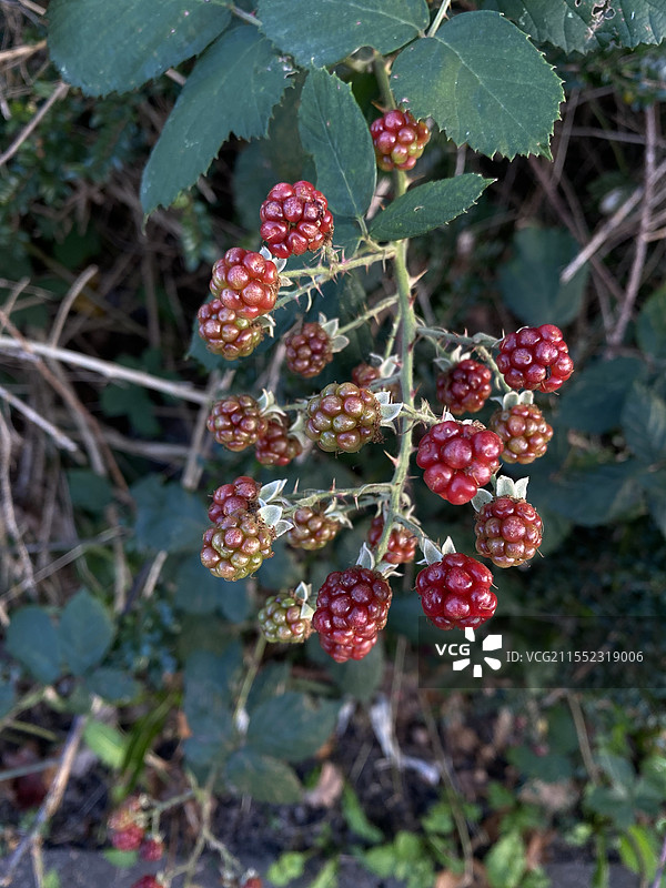 不知名果子特写图片素材