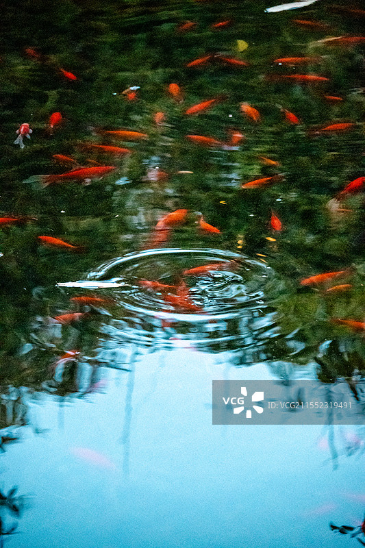 金鱼池图片素材