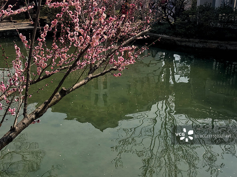 清幽梅静图片素材