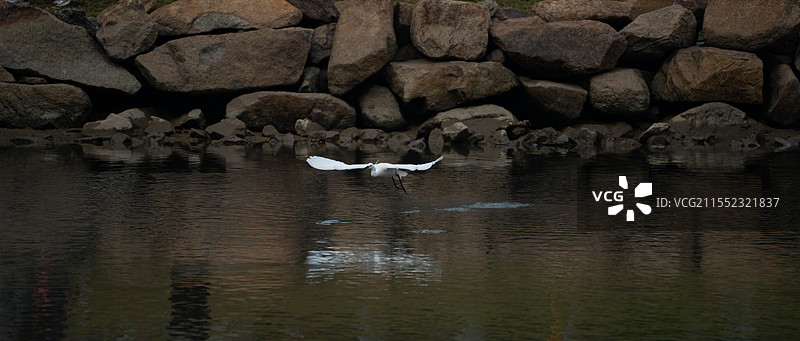 深圳西湾红树林的小白鹭图片素材