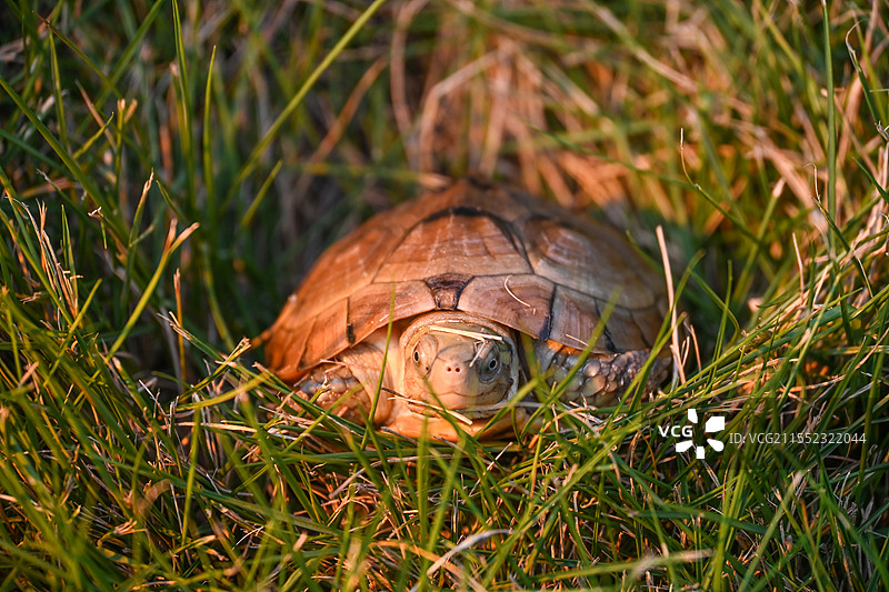 野外自然界的黄喉龟和火焰龟图片素材