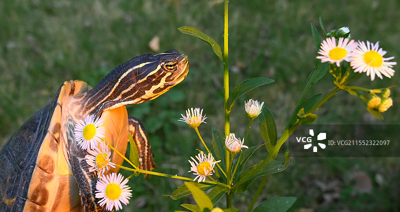 野外自然界的黄喉龟和火焰龟图片素材