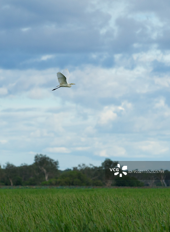 澳大利亚黄水河中的草木与飞过白鹳Yellow Water图片素材