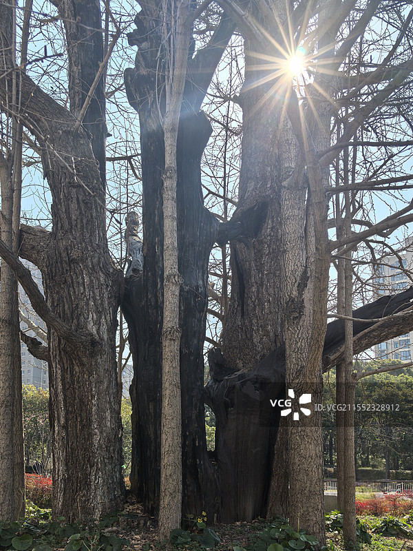 冬季的千年古银杏图片素材