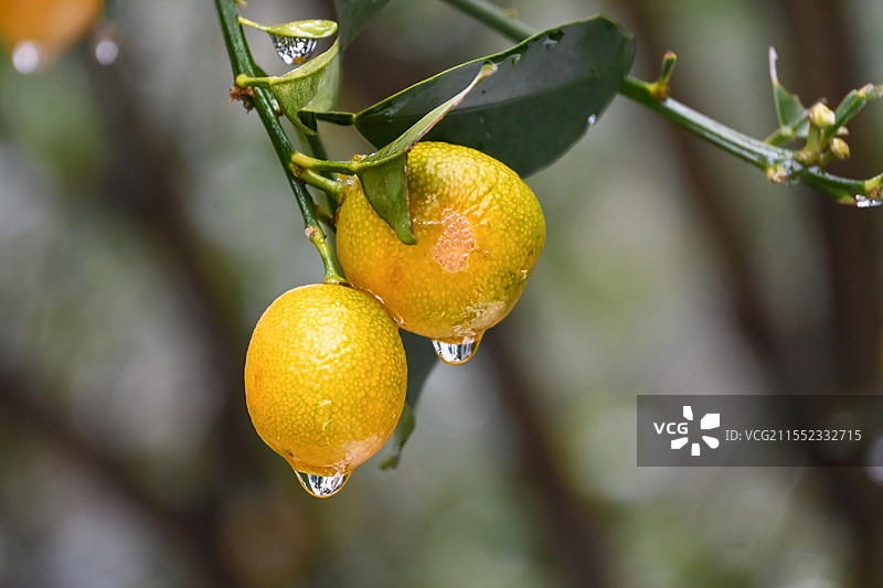 挂着水珠的未成熟小橘子图片素材