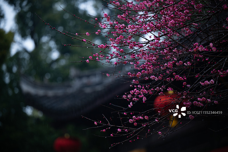 南浔古镇广惠宫梅花图片素材