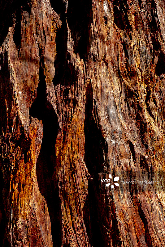 树木纹理化石纹理图片素材