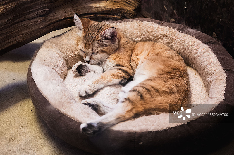 沙丘猫图片素材