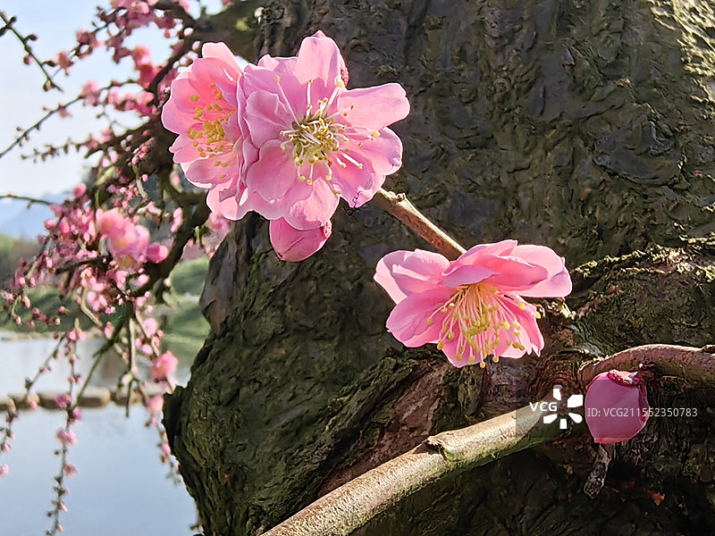 贵州，春风得意吹拂山野，梅花如霞似如仙界图片素材