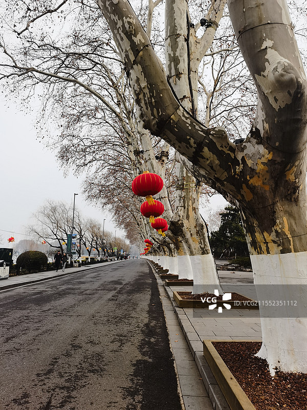 南京玄武湖景区梧桐树图片素材