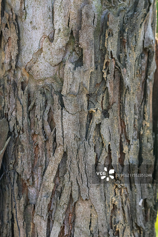 树皮纹理图案图片素材