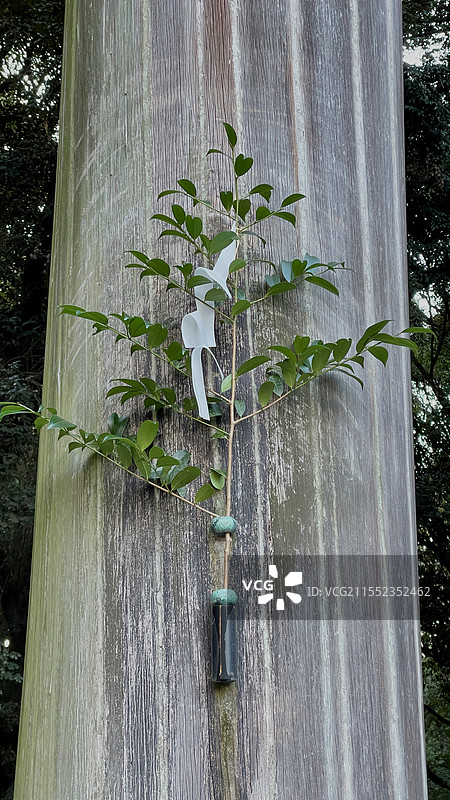 热田神宫鸟居与表参道图片素材