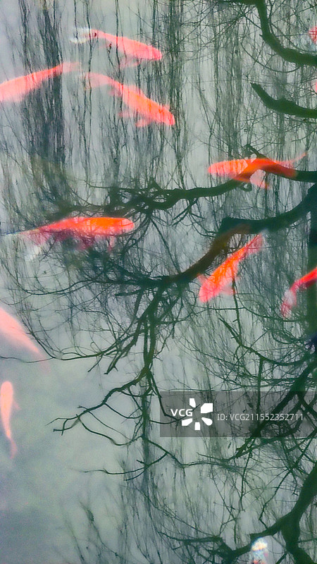 四川 · 峨眉山 万年寺图片素材