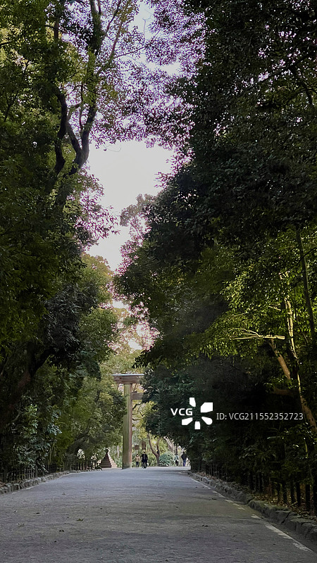 热田神宫鸟居与表参道图片素材