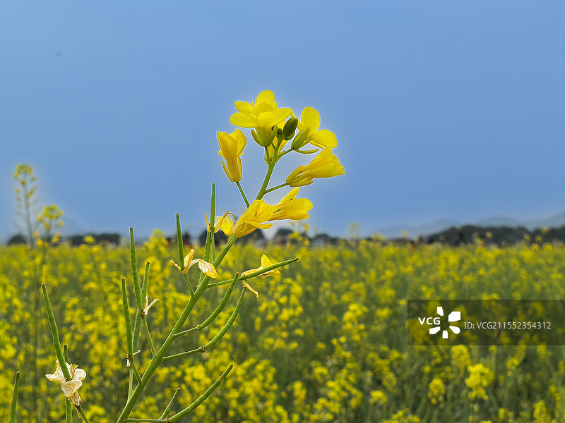 一枝独秀图片素材
