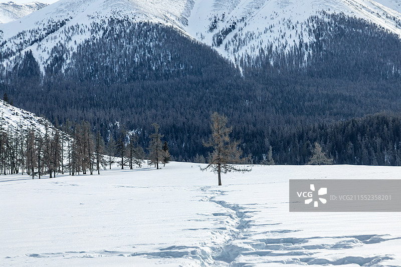 喀纳斯禾木白哈巴冬季雪景图片素材