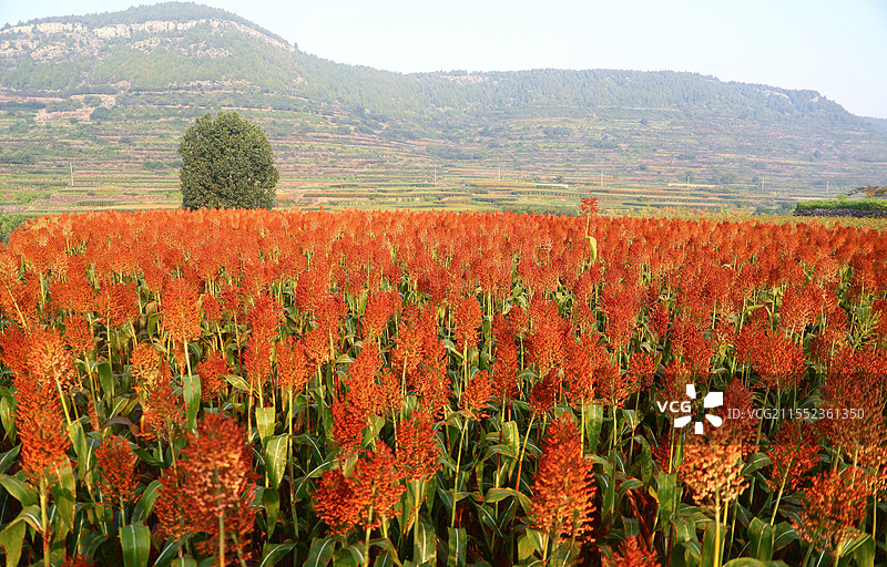 农村田间种植的红高粱图片素材