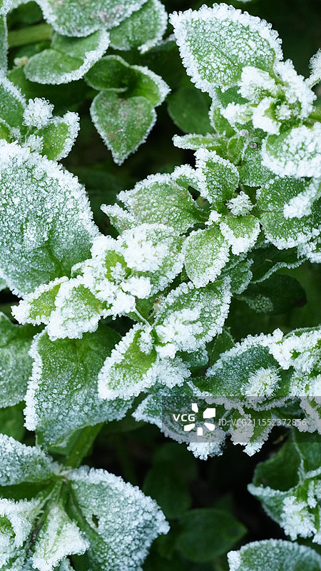 霜打菜图片素材