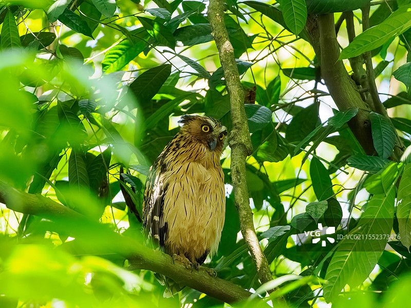 马来渔鸮图片素材