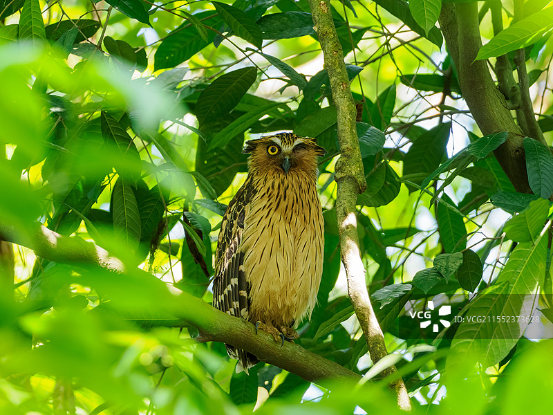 马来渔鸮图片素材
