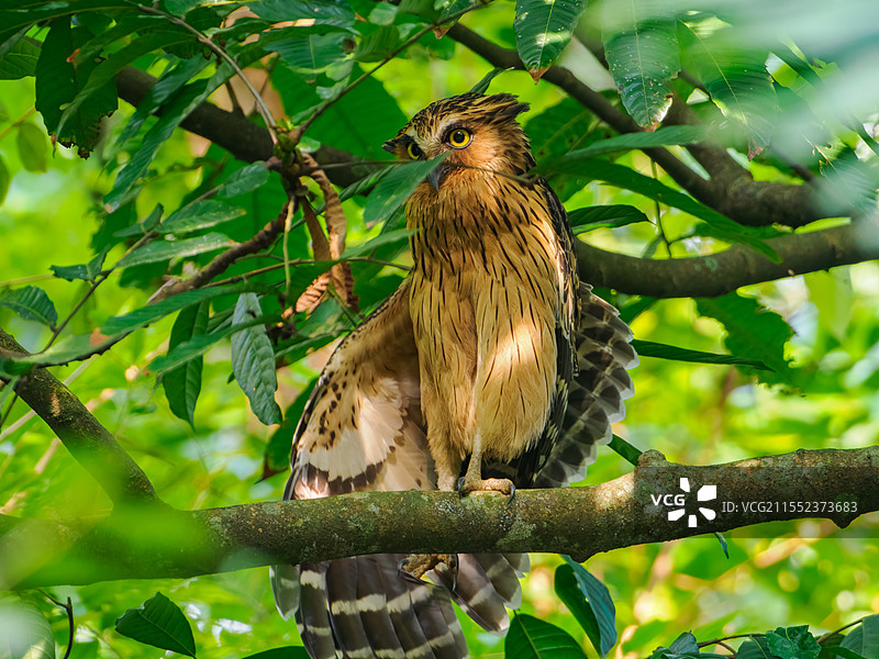 马来渔鸮图片素材