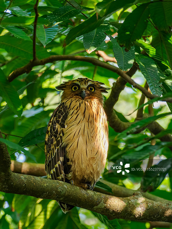 马来渔鸮图片素材