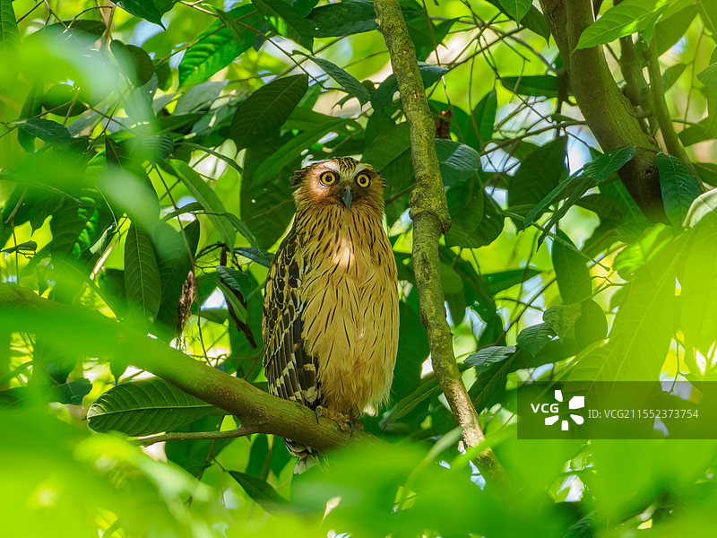 马来渔鸮图片素材