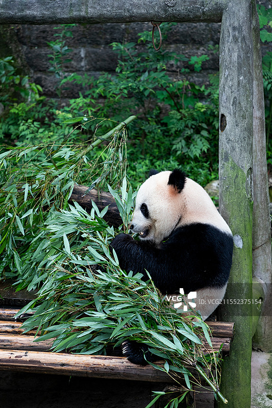 重庆动物园的吃竹子的大熊猫图片素材