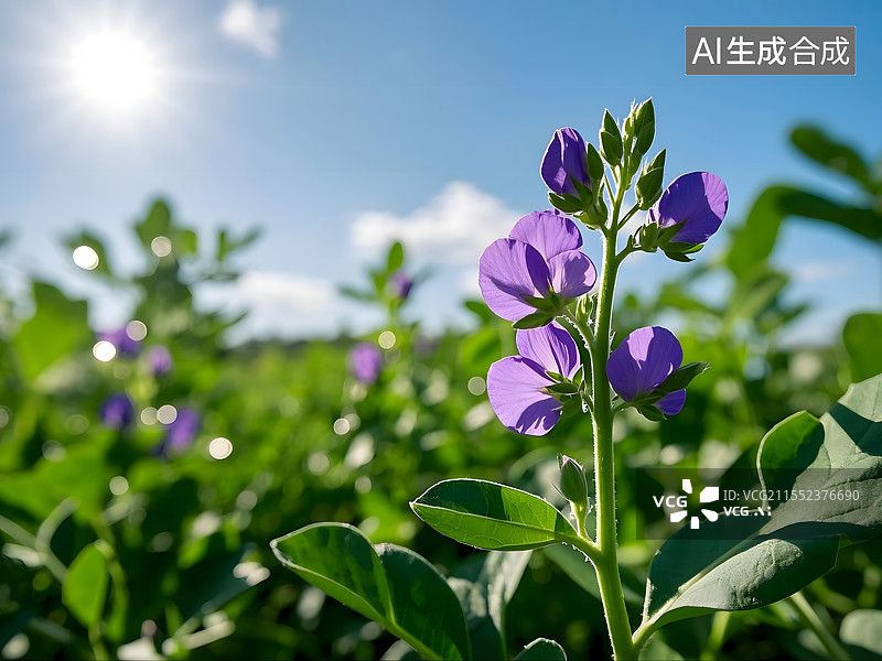 【AI数字艺术】田埂上，蚕豆花像一群紫色的小蝴蝶，停歇在翠绿的枝叶间图片素材