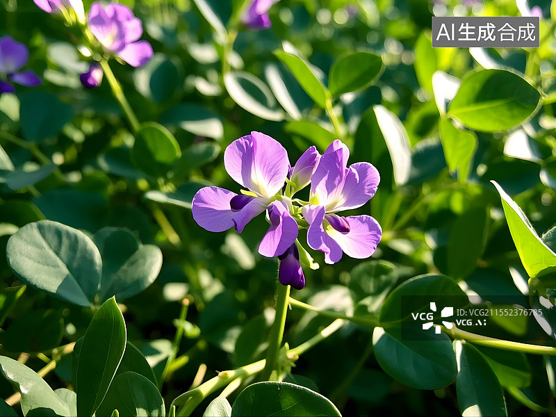 【AI数字艺术】田埂上，蚕豆花像一群紫色的小蝴蝶，停歇在翠绿的枝叶间图片素材