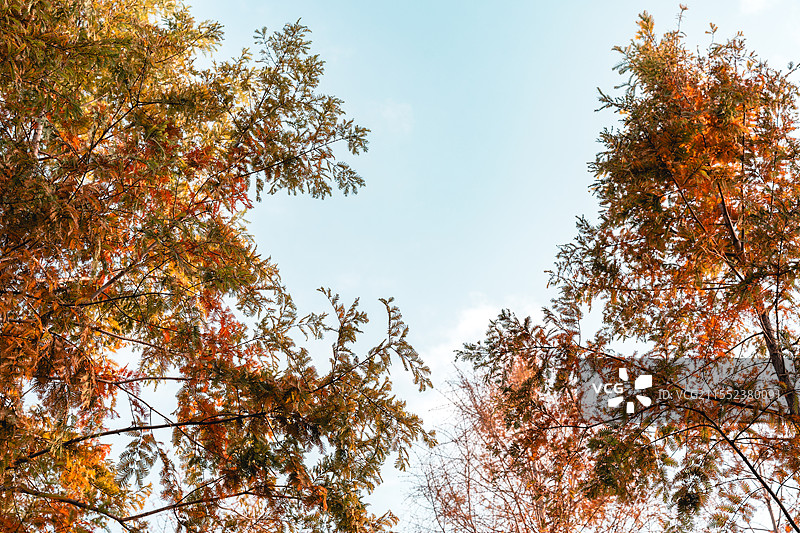秋天树木对天的低角度视图图片素材