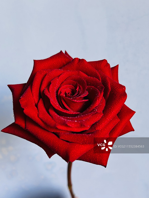 一只玫瑰花特写图片素材