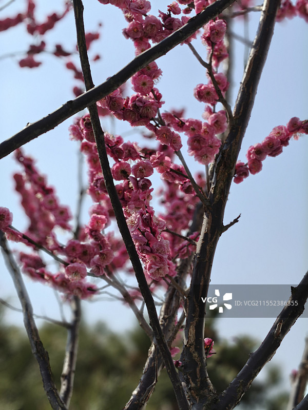 初春梅花图片素材