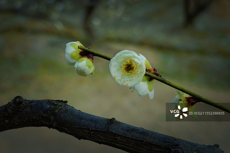 苏州光福古镇香雪海春天梅花图片素材