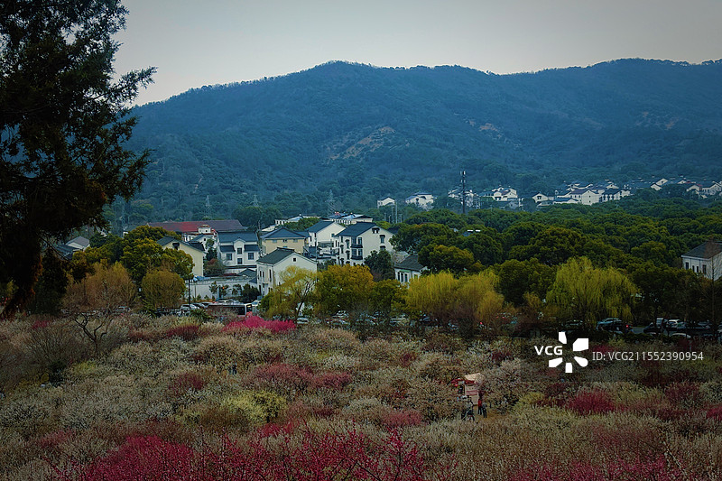 苏州光福古镇香雪海春天梅花全景图片素材