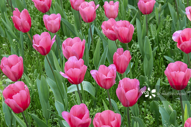 春日田园里的粉红色郁金香花海图片素材