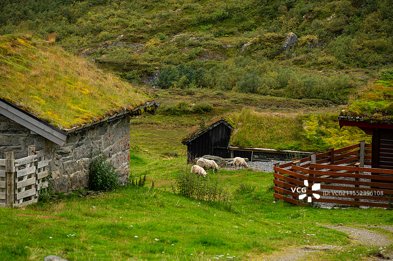 挪威的放牧小木屋图片素材
